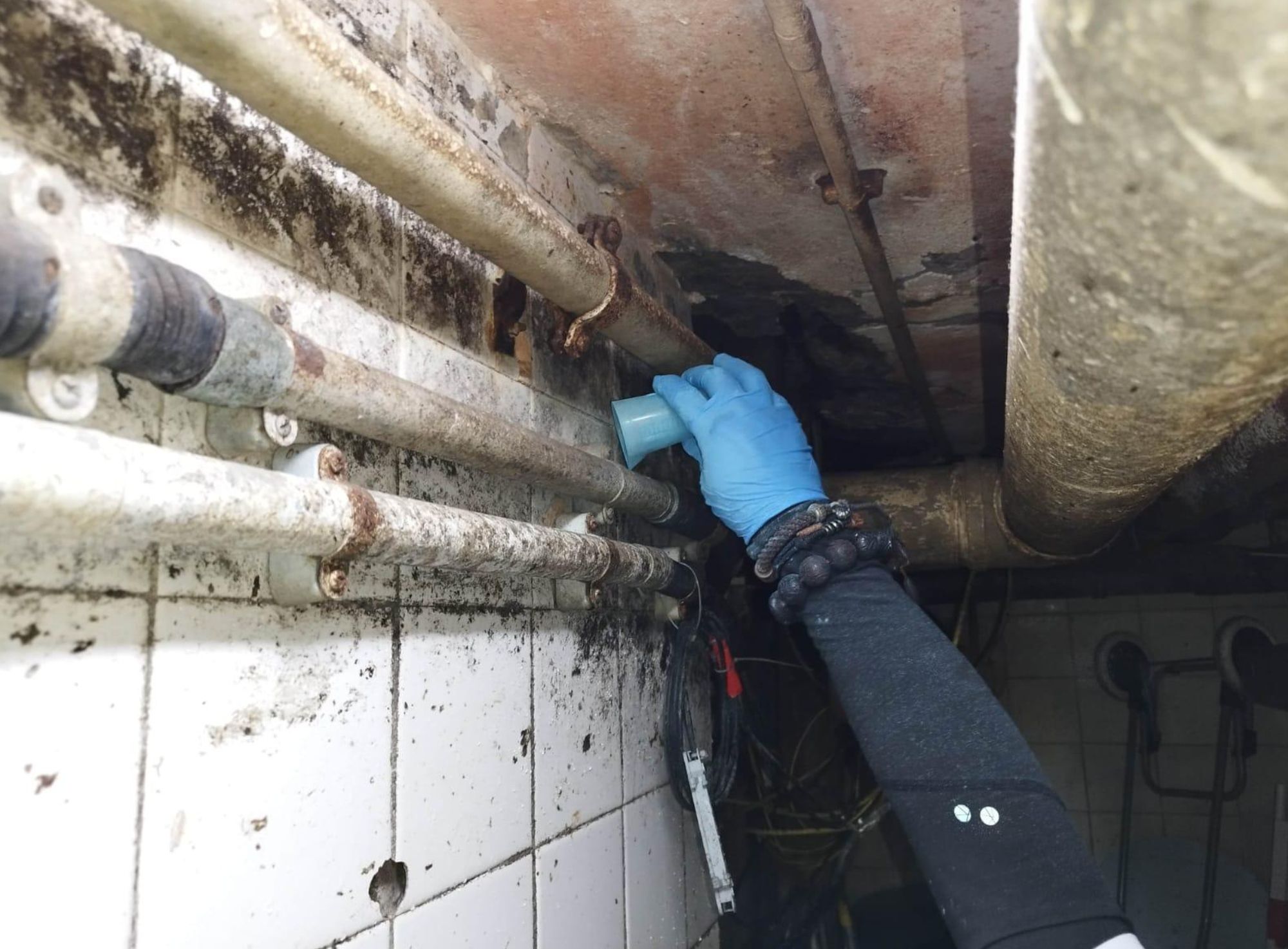 防治滅蟲鼠服務